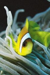 Sharm El Sheikh, shark reef.
Picture is taken during a d... by Pieter Rutten 